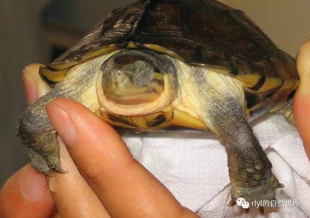水霉病魚體護(hù)理技巧：水霉病水質(zhì)管理，水霉病魚體護(hù)理誤區(qū)
