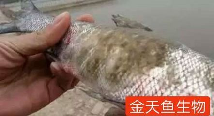 水霉病魚體護(hù)理技巧：水霉病水質(zhì)管理，水霉病魚體護(hù)理誤區(qū)