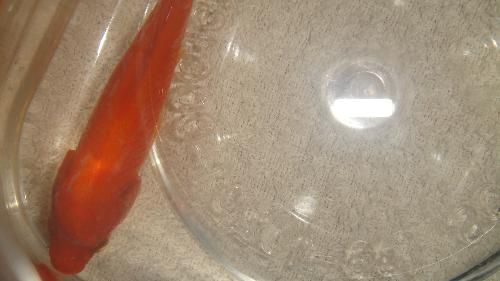水霉病魚體護(hù)理技巧：水霉病水質(zhì)管理，水霉病魚體護(hù)理誤區(qū)