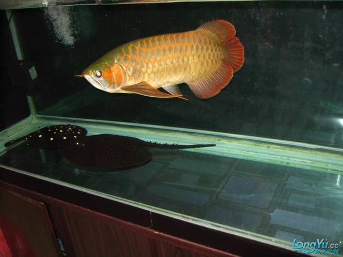 龍魚血麒麟什么價格