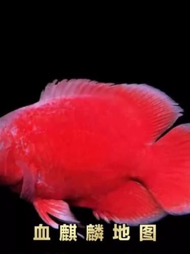 龍魚血麒麟什么價格