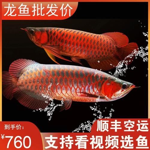 龍魚血麒麟什么價格
