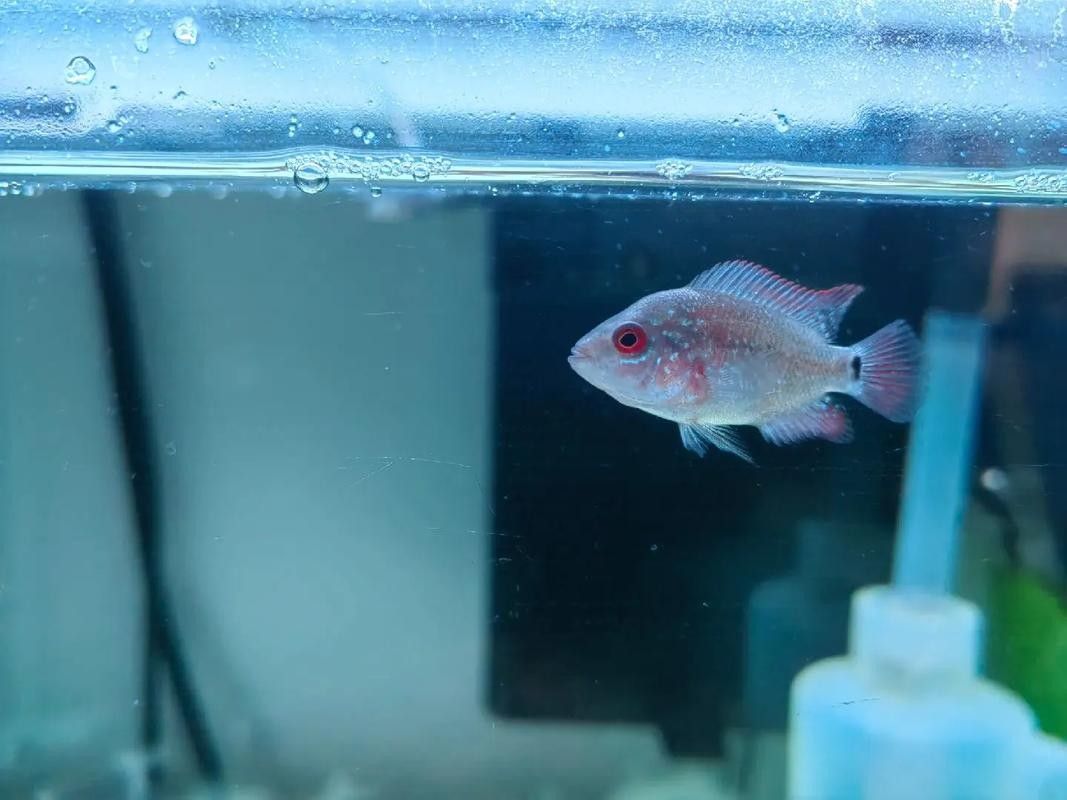 龍魚血麒麟什么價格