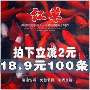 紅龍魚的文案怎么寫：紅龍魚——觀賞魚中的貴族