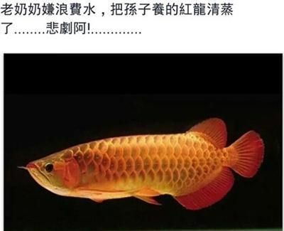 紅龍魚的文案怎么寫：紅龍魚——觀賞魚中的貴族