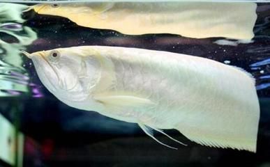 銀龍魚有靈性嗎（銀龍魚是否具有靈性取決于個人信仰和文化傳統(tǒng)文化傳統(tǒng)）