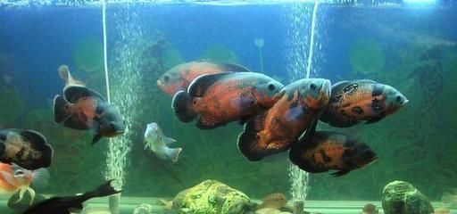 龍魚頭上有褐色斑塊（關于龍魚頭上有褐色斑塊的問題）