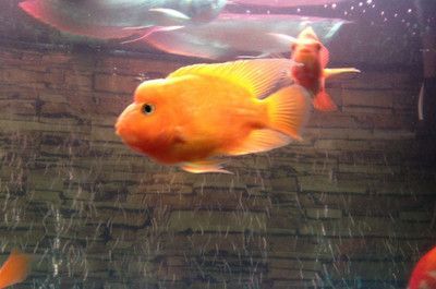 龍魚不搶食【龍魚不搶食怎么辦】