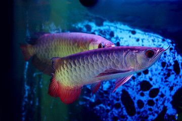 黃金猛魚是否吃龍魚，可以從以下幾個方面進行探討：：關于黃金猛魚是否吃龍魚 黃金猛魚是否吃龍魚，可以從以下幾個方面進行探討：：關于黃金猛魚是否吃龍魚 龍魚百科 第3張