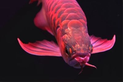 龍魚怎么喂活食：如何正確喂養龍魚活食
