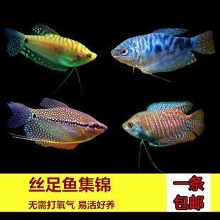 龍魚會互咬嗎為什么：龍魚為什么會互咬