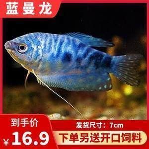 龍魚會互咬嗎為什么：龍魚為什么會互咬