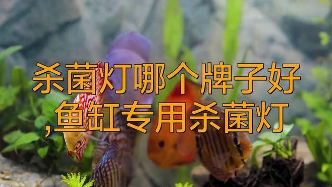 馬印和仟湖哪個品牌更好？