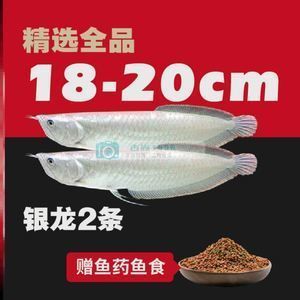 紅金龍魚苗價格（紅金龍魚苗價格(苗多少錢一條紅金龍魚苗價格） 紅金龍魚苗價格（紅金龍魚苗價格(苗多少錢一條紅金龍魚苗價格） 龍魚百科 第3張
