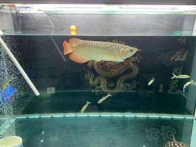 龍魚多長時(shí)間換水一次，養(yǎng)龍魚換水的頻率受多種因素影響