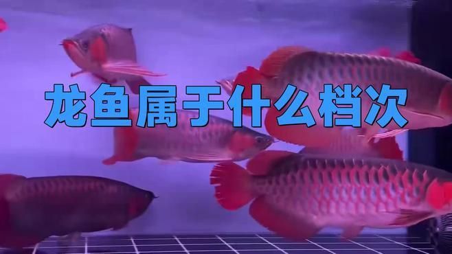 龍魚品牌屬于什么檔次