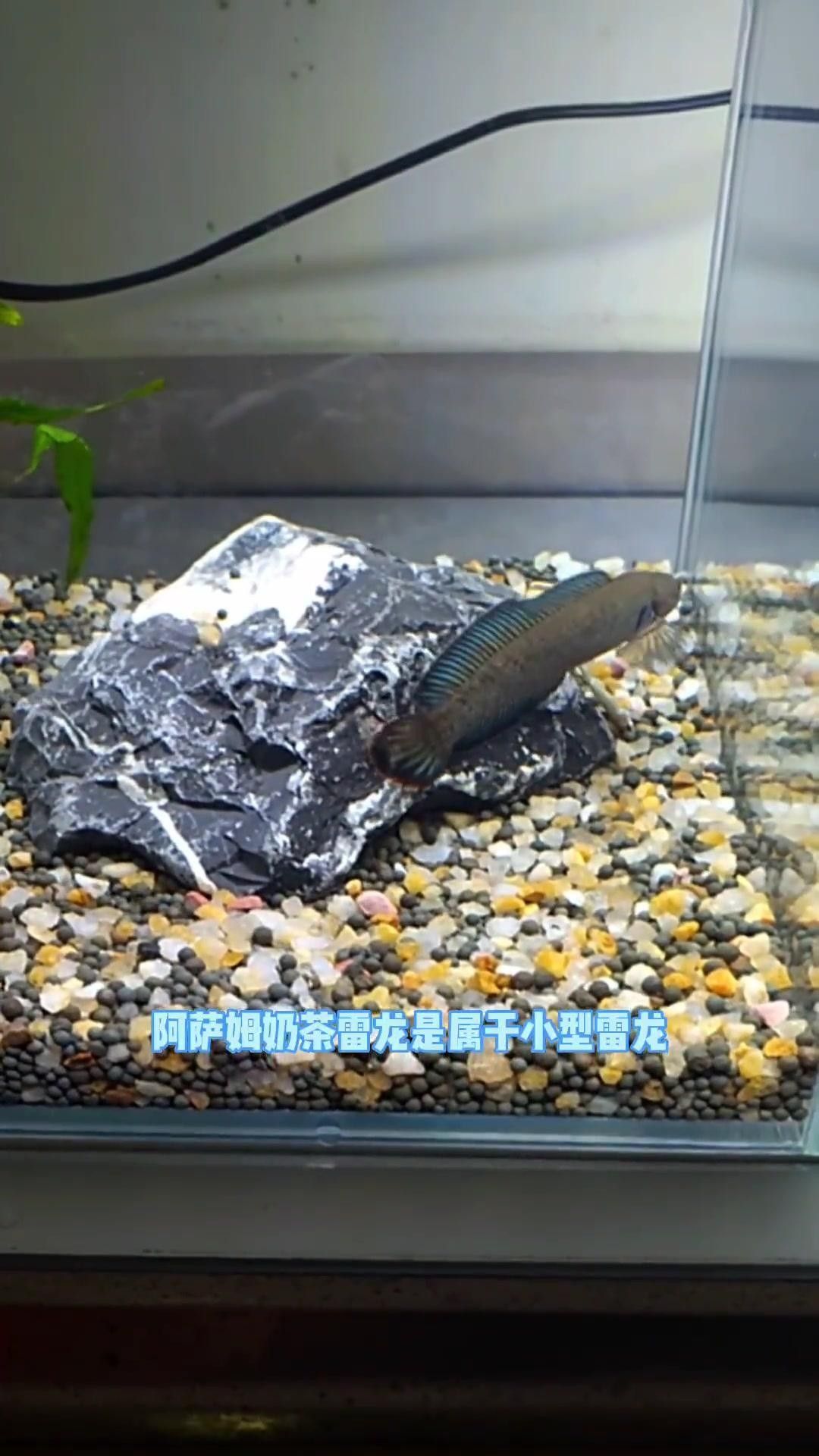 雷龍魚中哪個(gè)品種最好養(yǎng)