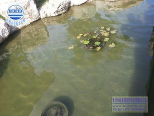 銀龍魚(yú)水質(zhì)凈化設(shè)備選擇：銀龍魚(yú)水質(zhì)凈化設(shè)備的選擇