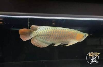 銀龍魚(yú)水質(zhì)凈化設(shè)備選擇：銀龍魚(yú)水質(zhì)凈化設(shè)備的選擇