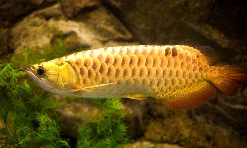 金龍魚觀賞魚多少錢一條啊圖片