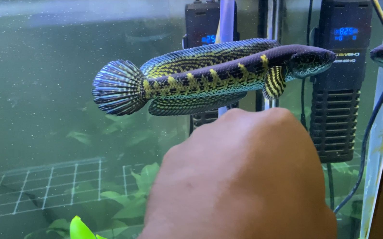 黃金眼鏡蛇雷龍魚配對(duì)經(jīng)驗(yàn)（雷龍魚繁殖季節(jié)特點(diǎn),如何識(shí)別雷龍魚性別,雷龍魚繁殖失敗原因） 黃金眼鏡蛇雷龍魚配對(duì)經(jīng)驗(yàn)（雷龍魚繁殖季節(jié)特點(diǎn),如何識(shí)別雷龍魚性別,雷龍魚繁殖失敗原因） 龍魚百科 第2張