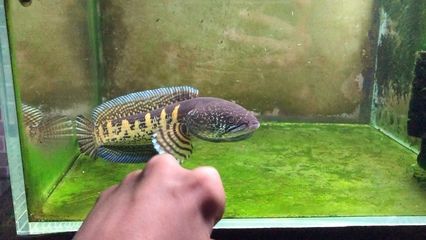 黃金眼鏡蛇雷龍魚配對(duì)經(jīng)驗(yàn)（雷龍魚繁殖季節(jié)特點(diǎn),如何識(shí)別雷龍魚性別,雷龍魚繁殖失敗原因） 黃金眼鏡蛇雷龍魚配對(duì)經(jīng)驗(yàn)（雷龍魚繁殖季節(jié)特點(diǎn),如何識(shí)別雷龍魚性別,雷龍魚繁殖失敗原因） 龍魚百科 第5張