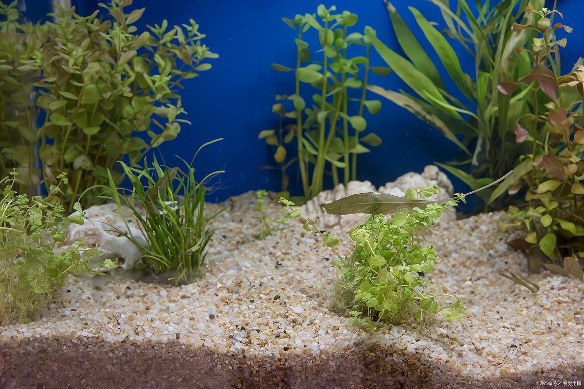 龍魚飼養中過濾設備多久清洗一次？