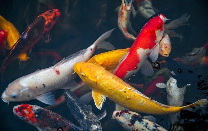龍魚飼養中過濾設備多久清洗一次？