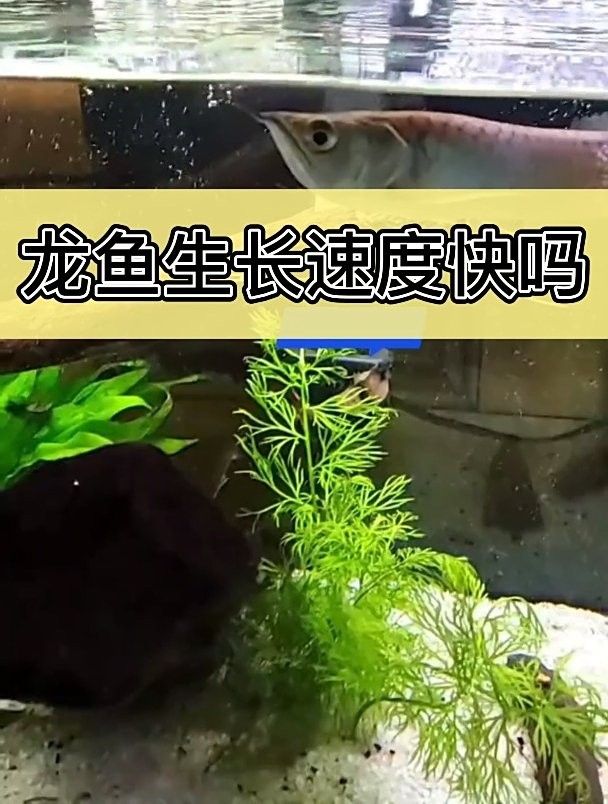 龍魚快速生長期一般持續(xù)多久？ 龍魚快速生長期一般持續(xù)多久？ 龍魚百科 第3張