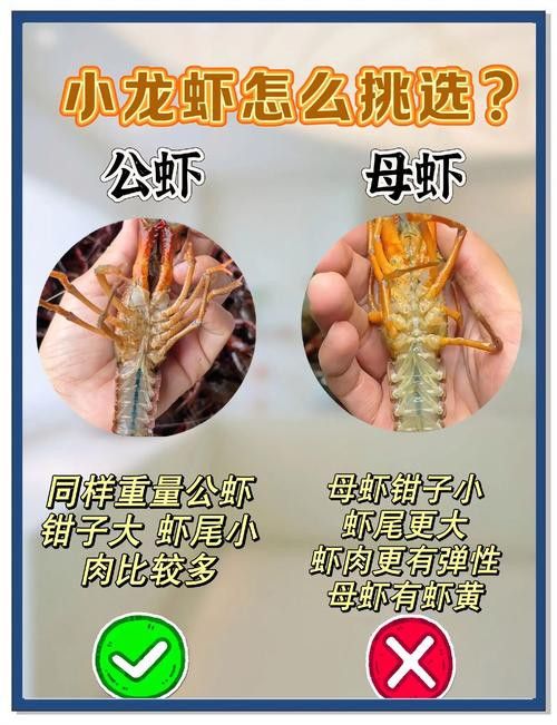 如何判斷小龍蝦是否新鮮？ 如何判斷小龍蝦是否新鮮？ 龍魚百科 第5張