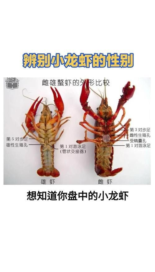 如何判斷小龍蝦是否新鮮？ 如何判斷小龍蝦是否新鮮？ 龍魚百科 第7張