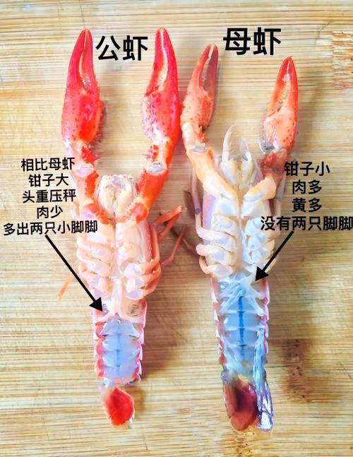 如何判斷小龍蝦是否新鮮？ 如何判斷小龍蝦是否新鮮？ 龍魚百科 第3張