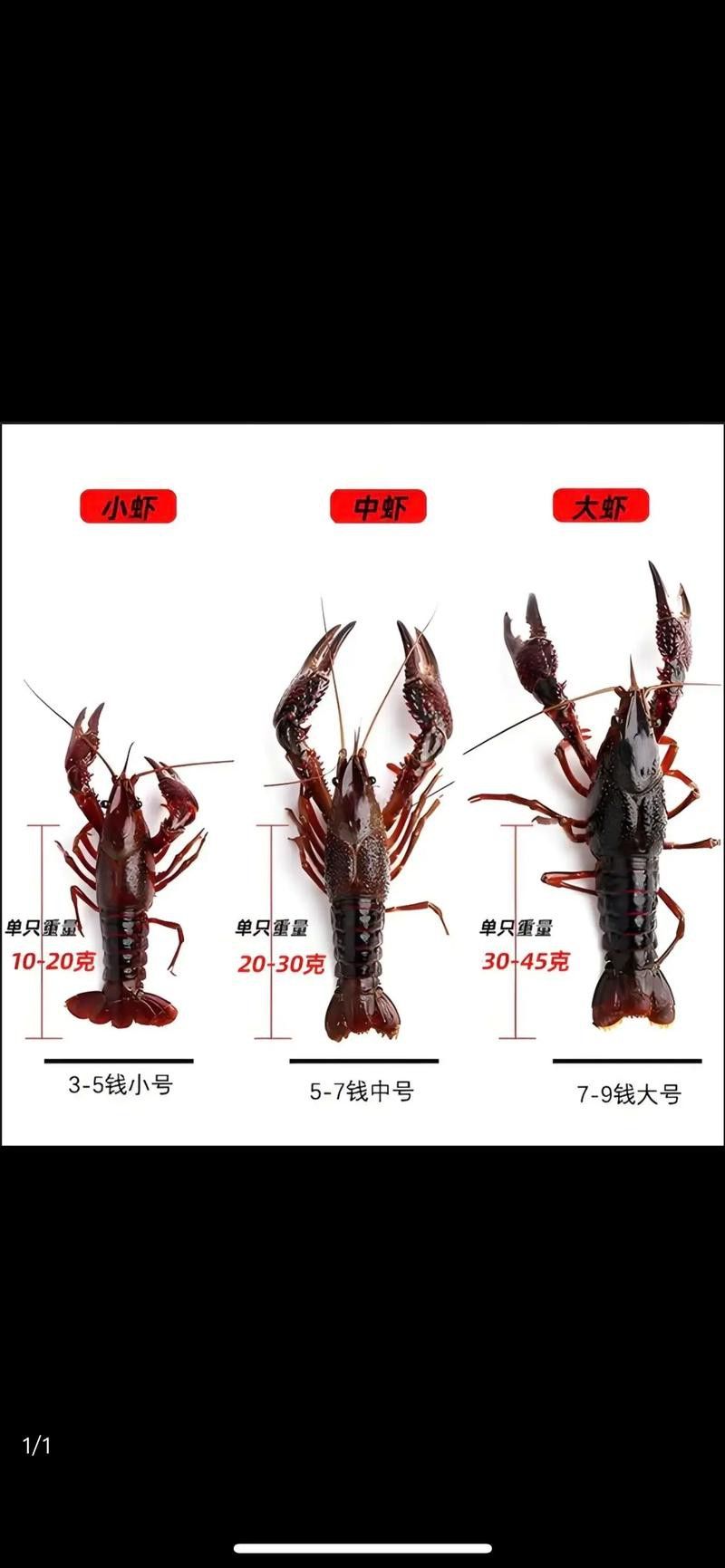 如何判斷小龍蝦是否新鮮？ 如何判斷小龍蝦是否新鮮？ 龍魚百科 第4張