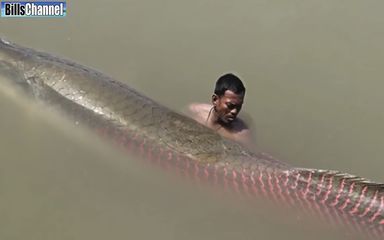 巨骨舌魚和金龍魚對比圖高清：巨骨舌魚和金龍魚對比圖