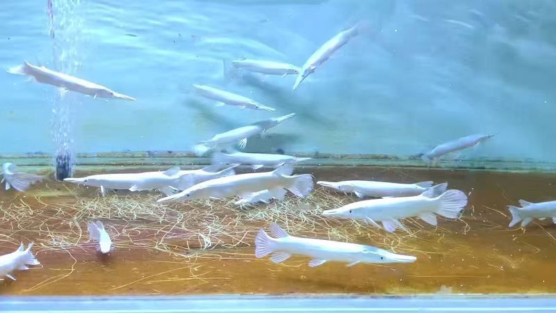 白化火箭魚和龍魚能不能混養 白化火箭魚和龍魚能不能混養 龍魚百科 第1張