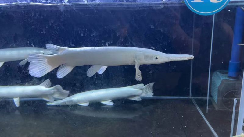 白化火箭魚和龍魚能不能混養 白化火箭魚和龍魚能不能混養 龍魚百科 第2張