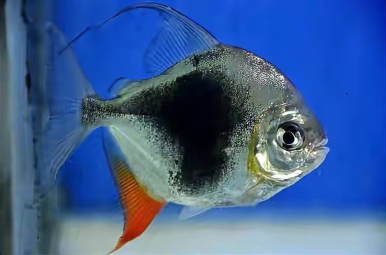 銀板魚和龍魚混養好嗎