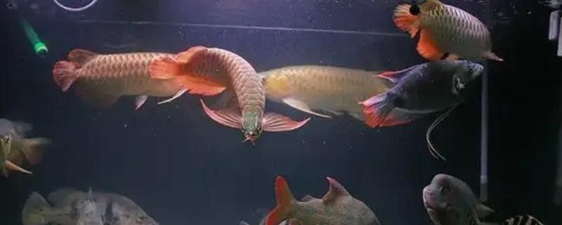 銀板魚和龍魚混養好嗎