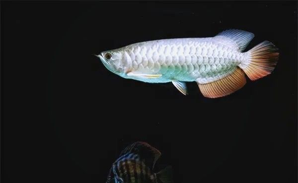 銀板魚和龍魚混養好嗎