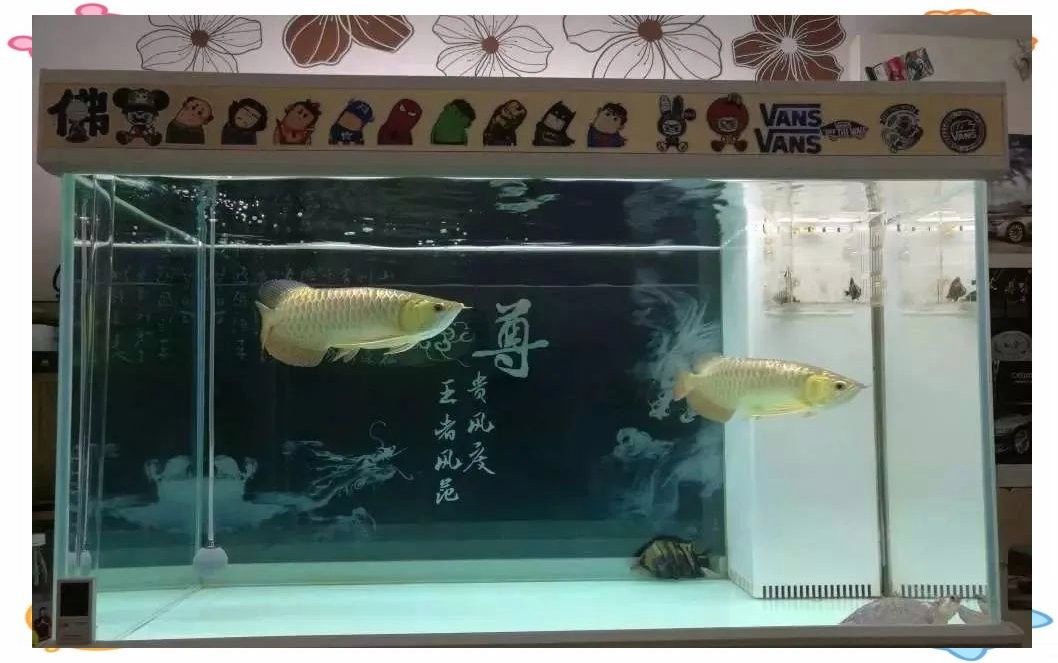 銀板魚和龍魚混養好嗎