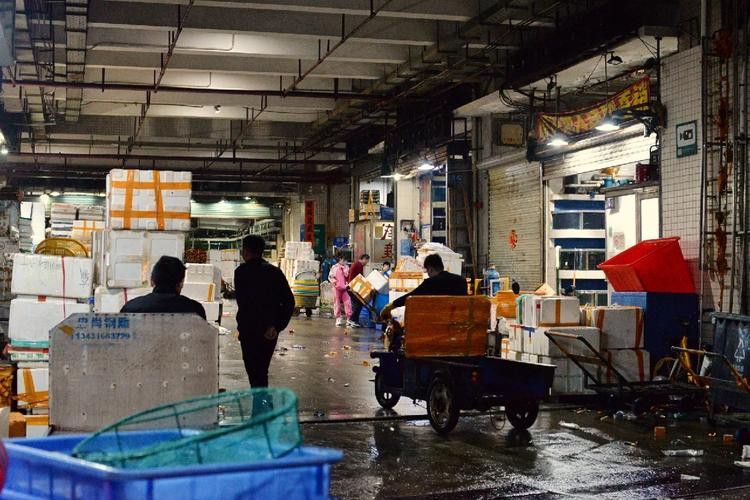 深圳龍魚批發(fā)在哪里買好 深圳龍魚批發(fā)在哪里買好 龍魚百科 第6張