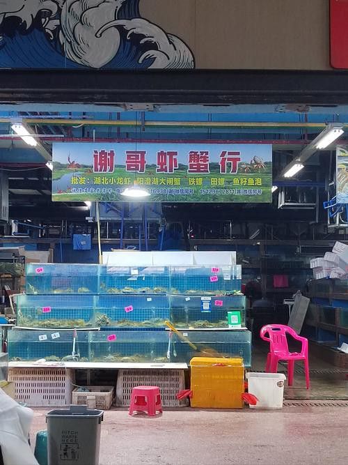 深圳龍魚批發(fā)在哪里買好 深圳龍魚批發(fā)在哪里買好 龍魚百科 第7張