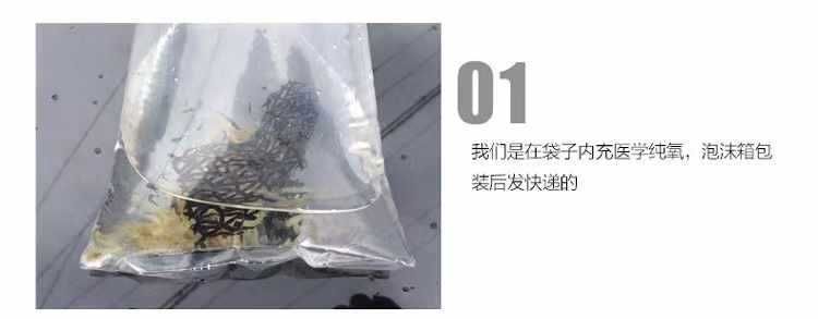龍魚裝在袋子里不打氧能活多久（龍魚在袋子里不打氧的存活時(shí)間通常不超過一天）