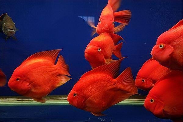 藍面財神魚可以和什么魚混養