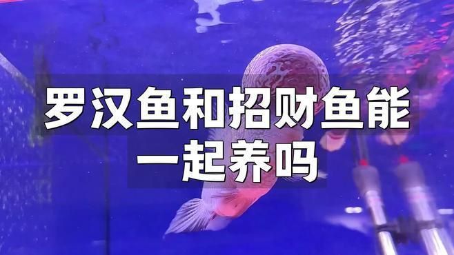 藍面財神魚可以和什么魚混養