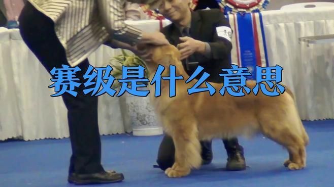 賽級(jí)犬一般比哪些項(xiàng)目 賽級(jí)犬一般比哪些項(xiàng)目 龍魚(yú)百科 第1張