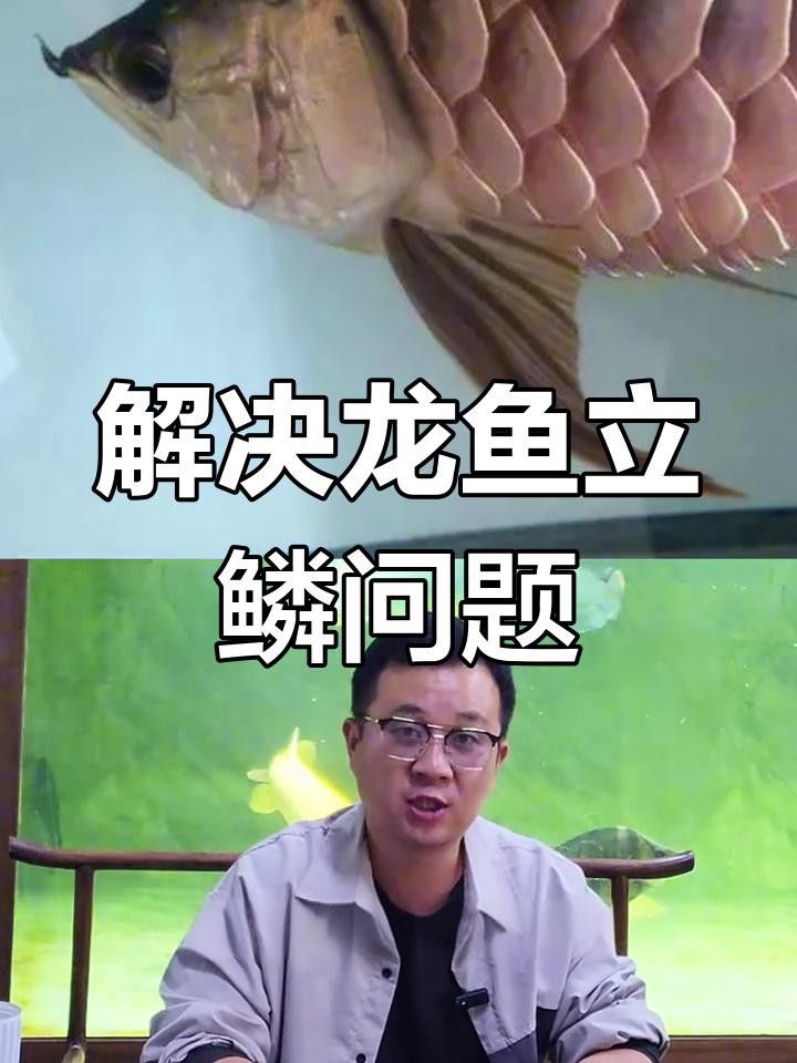 如何預防龍魚立鱗病 如何預防龍魚立鱗病 龍魚百科 第5張