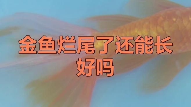 如何判斷金魚爛尾病是否痊愈？