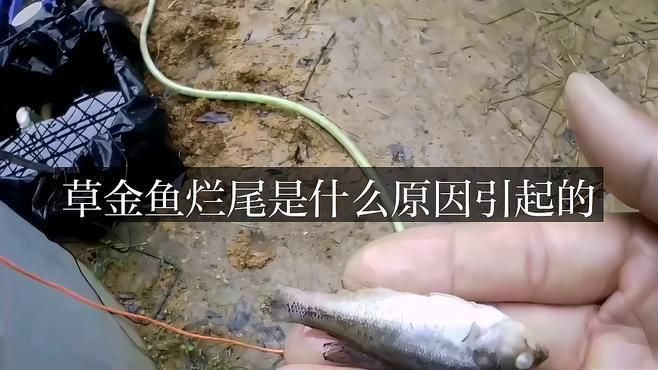 如何判斷金魚爛尾病是否痊愈？