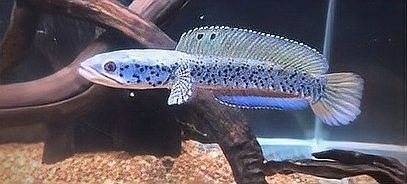 雷龍魚可以和銀龍混養(yǎng)嗎